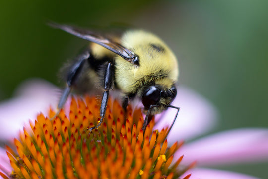 Bumblebee,Feeding,On,A,Coneflower